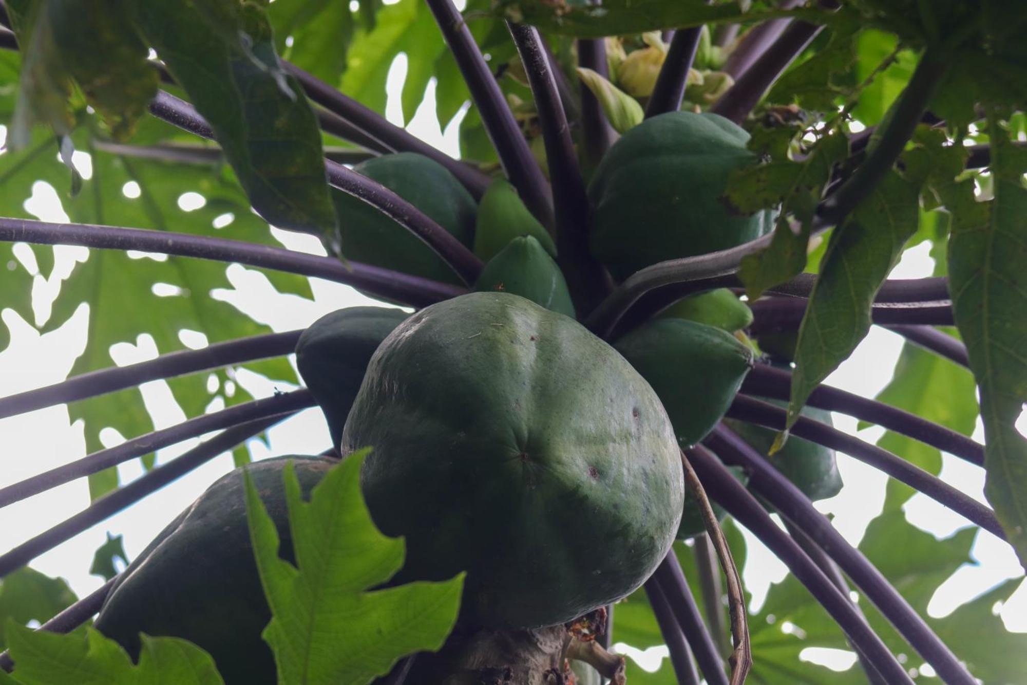 Mano Verde مينسا المظهر الخارجي الصورة